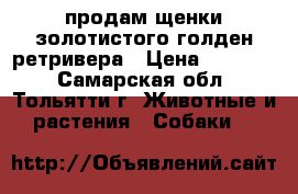 продам щенки золотистого голден ретривера › Цена ­ 15 000 - Самарская обл., Тольятти г. Животные и растения » Собаки   